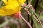 Narrowleaf evening-primrose